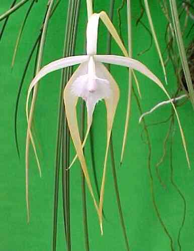 Brassavola cucullata 